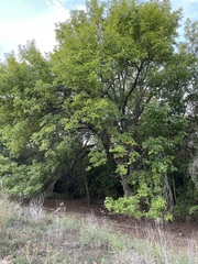 Fraxinus albicans