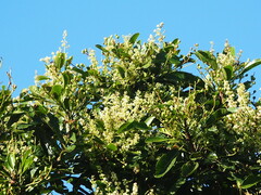 Buchanania arborescens