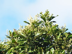 Buchanania arborescens