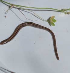 Ophiodes vertebralis