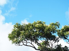 Buchanania arborescens