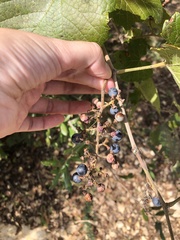 Vitis berlandieri