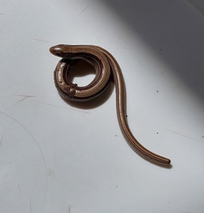 Ophiodes vertebralis