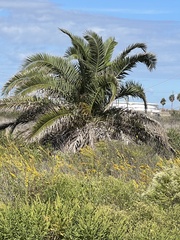 Phoenix canariensis