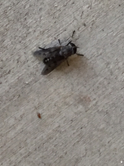 Tabanus trimaculatus