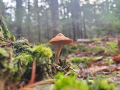 Gymnopilus penetrans