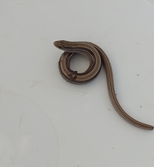 Ophiodes vertebralis