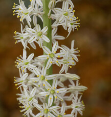 Drimia sanguinea