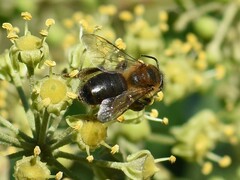 Andrena scotica