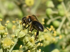 Andrena scotica