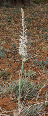 Drimia sanguinea