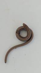 Ophiodes vertebralis