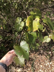 Vitis berlandieri