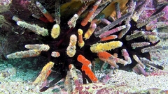 Eucidaris galapagensis