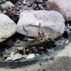 Phoetaliotes nebrascensis