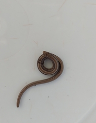 Ophiodes vertebralis