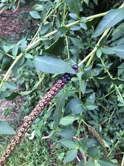 Phytolacca heterotepala