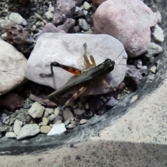 Phoetaliotes nebrascensis