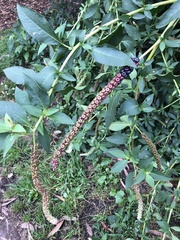 Phytolacca heterotepala