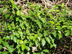 Mallotus repandus