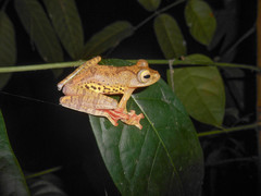Rhacophorus pardalis