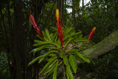 Vriesea
