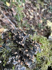 Peltigera polydactylon