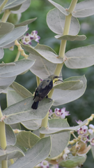 Cinnyris asiaticus