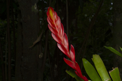 Vriesea