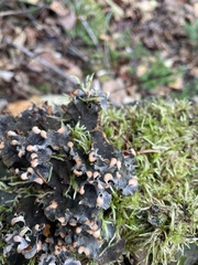 Peltigera polydactylon