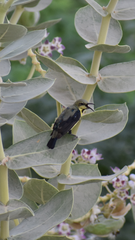 Cinnyris asiaticus