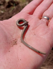 Ophiodes vertebralis