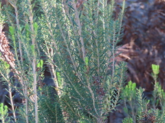 Erica scoparia