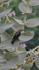 Cinnyris asiaticus