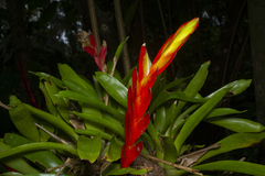 Vriesea