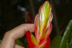 Vriesea