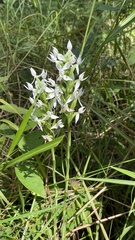 Habenaria malintana