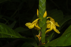 Aphelandra prismatica