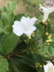 Cordia superba