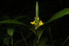 Aphelandra prismatica