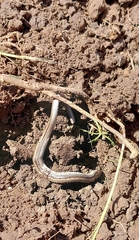 Ophiodes vertebralis