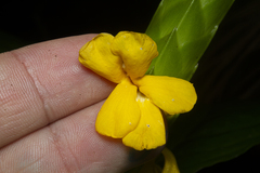 Aphelandra prismatica