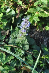 Ajuga reptans