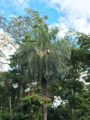 Acrocomia intumescens