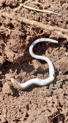 Ophiodes vertebralis