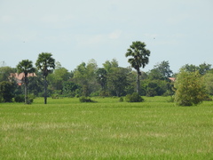 Borassus flabellifer