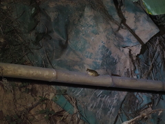 Polypedates megacephalus