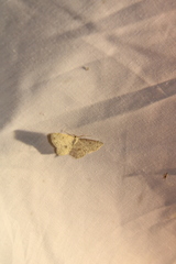Cyclophora pendulinaria