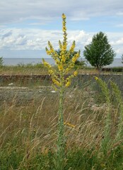 Verbascum speciosum