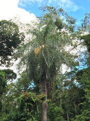 Acrocomia intumescens